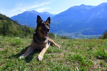 Ferienwohnung mit Hund im Wallis